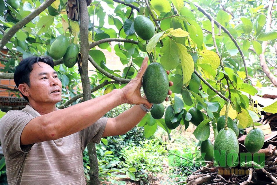 Káº¿t quáº£ hÃ¬nh áº£nh cho Äáº¯k nÃ´ng mÃ¹a bÆ¡ chÃ­n