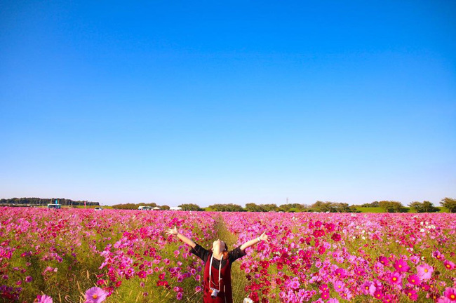 Ngẩn ngơ ngắm cánh đồng hoa cosmo Nhật Bản khoe sắc rực rỡ - Ảnh 4.