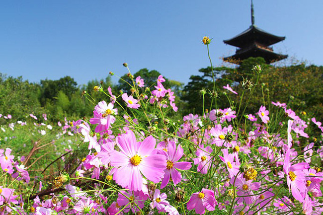 Ngẩn ngơ ngắm cánh đồng hoa cosmo Nhật Bản khoe sắc rực rỡ - Ảnh 1.