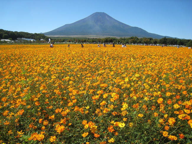 Ngẩn ngơ ngắm cánh đồng hoa cosmo Nhật Bản khoe sắc rực rỡ - Ảnh 2.