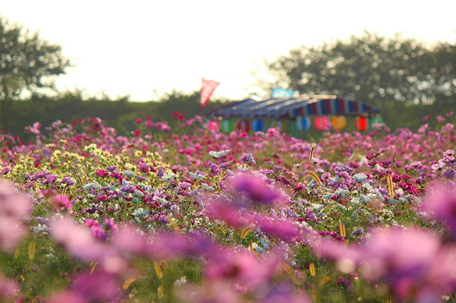Ngẩn ngơ ngắm cánh đồng hoa cosmo Nhật Bản khoe sắc rực rỡ - Ảnh 3.
