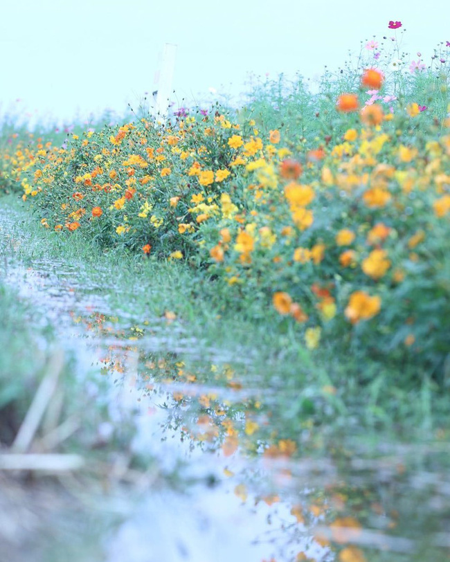 Ngẩn ngơ ngắm cánh đồng hoa cosmo Nhật Bản khoe sắc rực rỡ - Ảnh 6.
