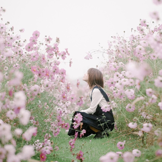 Ngẩn ngơ ngắm cánh đồng hoa cosmo Nhật Bản khoe sắc rực rỡ - Ảnh 7.