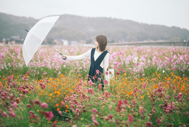 Ngẩn ngơ ngắm cánh đồng hoa cosmo Nhật Bản khoe sắc rực rỡ - Ảnh 8.