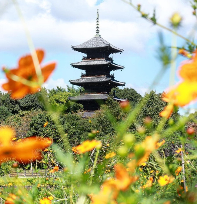 Ngẩn ngơ ngắm cánh đồng hoa cosmo Nhật Bản khoe sắc rực rỡ - Ảnh 14.