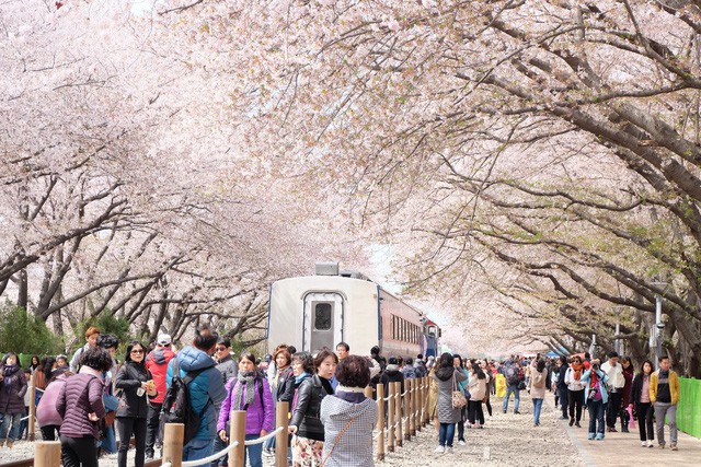 Điểm danh những lễ hội hoa anh đào nổi tiếng xứ Hàn - Ảnh 2.