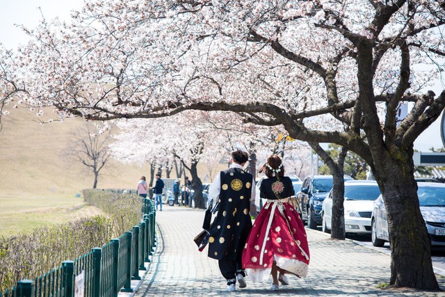 Điểm danh những lễ hội hoa anh đào nổi tiếng xứ Hàn - Ảnh 4.
