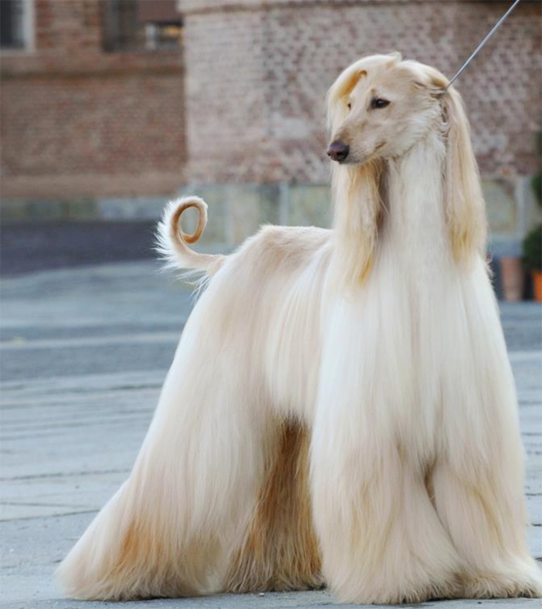  Chú chó bạn đang nhìn thấy đây thuộc giống Afghan hound, một giống chó săn cổ xưa có nguồn gốc ở Afghanistan.