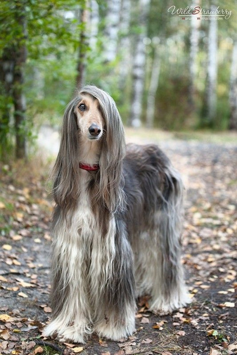  Dù trông tiểu thư đài các như thế nhưng Afghan hound là một giống chó săn đúng nghĩa, chuyên phục vụ chủ đi săn thú rừng trong núi và sa mạc.