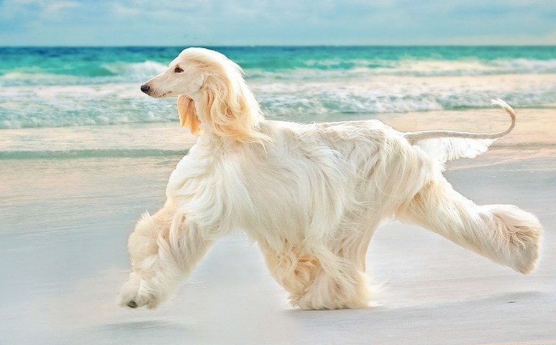  Tất nhiên, những lúc không đi săn, hoặc với những em Afghan hound từ nhỏ sống trong nhung lụa chưa từng động chân vào việc đi săn, thì chúng có dáng đi nhún nhảy điệu đà uyển chuyển như thế này thôi.