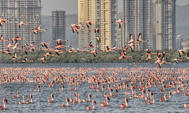 Tận dụng lúc con người vắng mặt, hàng chục vạn con hồng hạc đã phủ hồng mặt nước Mumbai - Ảnh 2.
