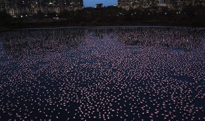 Tận dụng lúc con người vắng mặt, hàng chục vạn con hồng hạc đã phủ hồng mặt nước Mumbai - Ảnh 6.