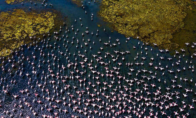 Tận dụng lúc con người vắng mặt, hàng chục vạn con hồng hạc đã phủ hồng mặt nước Mumbai - Ảnh 1.