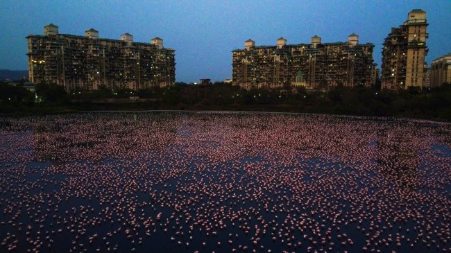 Tận dụng lúc con người vắng mặt, hàng chục vạn con hồng hạc đã phủ hồng mặt nước Mumbai - Ảnh 4.