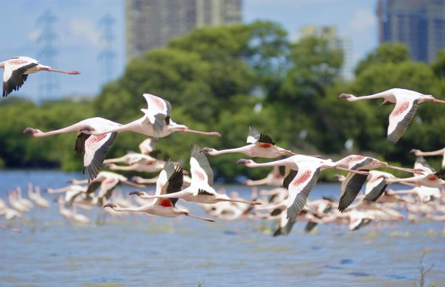 Tận dụng lúc con người vắng mặt, hàng chục vạn con hồng hạc đã phủ hồng mặt nước Mumbai - Ảnh 3.