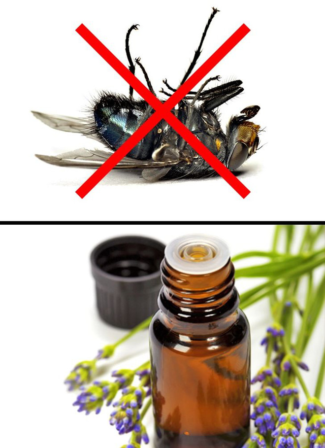 Mẹo vặt giúp diệt trừ 10 loại côn trùng nguy hiểm này trong nhà - Ảnh 3.